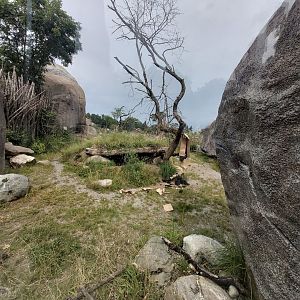 Spotted hyena first enclosure - Lewa savanna