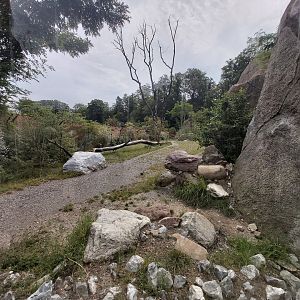 Spotted hyena second enclosure - Lewa savanna