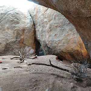 Crested porcupine indoor enclosure - Lewa savanna