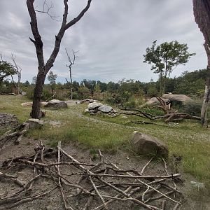 Main savanna - Lewa savanna