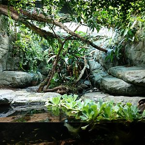 Malagasy tree boa terrarium - Masoala rainforest