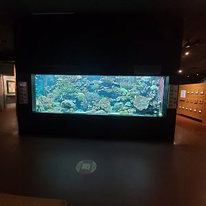 Seawater aquarium - Masoala rainforest