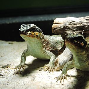 Hispaniolan masked curly-tailed lizard [2015]