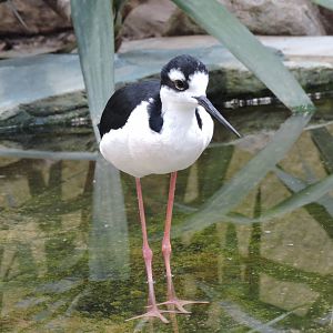 Black-necked stilt [2015]