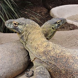 Komodo dragons [2015]