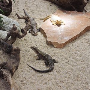 Australian reptiles [2015]