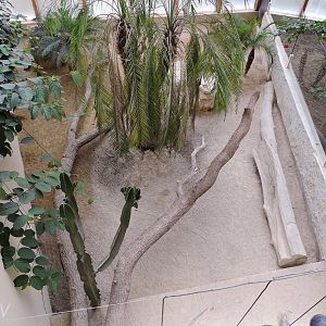 Rhinoceros iguana exhibit [2015]