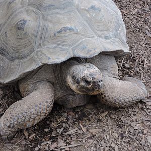 Galápagos giant tortoise [2015]
