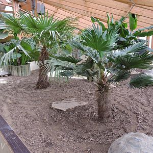 Galápagos giant tortoise exhibit [2015]