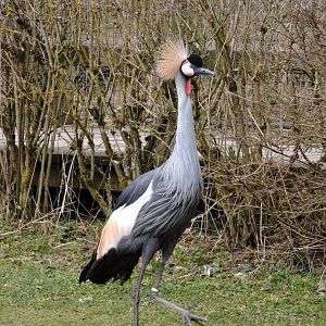 Grey crowned crane [2015]