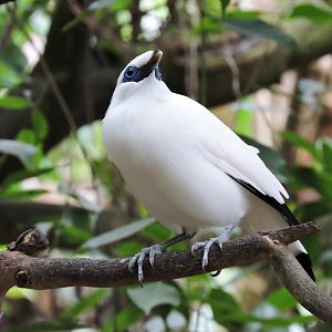 Bali myna [2015]