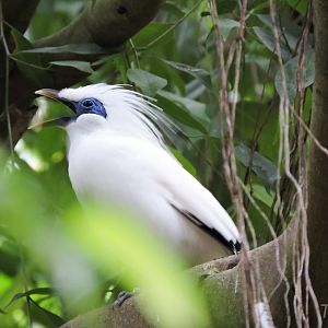 Bali myna [2015]