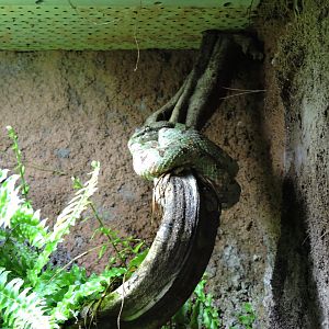 Eyelash viper [2015]