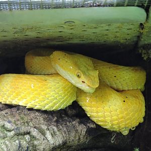 Eyelash viper [2015]