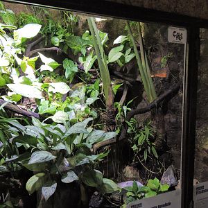 Speckled forest-pitviper and frog terrarium [2015]