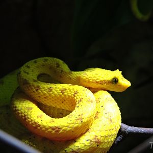 Eyelash viper [2015]