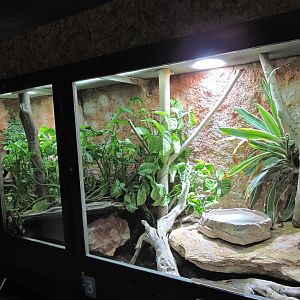 Samar cobra terrarium [2015]