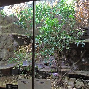 Green mamba and Gaboon viper terrarium [2015]