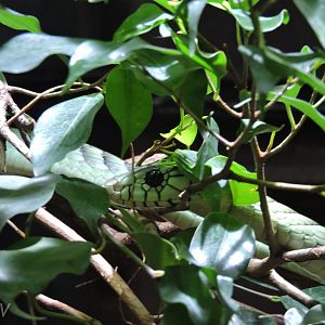 Western green mamba [2015]