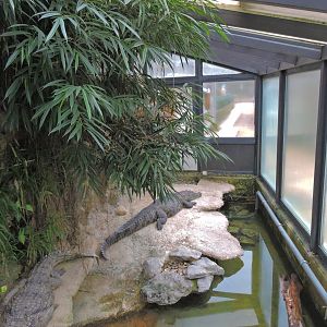 Crocodile exhibit [2015]
