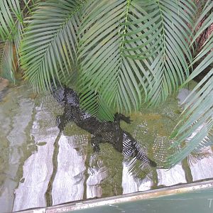 West African slender-snouted crocodile [2015]