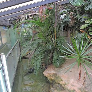 Crocodile exhibit [2015]