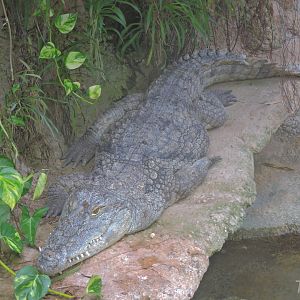 West African crocodile [2015]