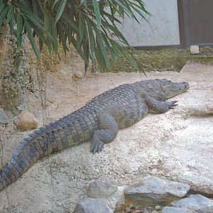 West African crocodile [2015]