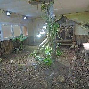 Komodo dragon exhibit [2015]