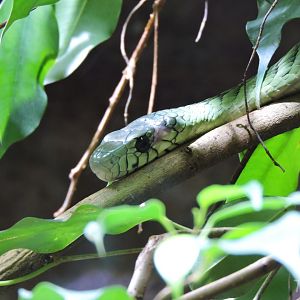 Western green mamba [2015]