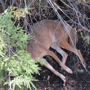 Coyote Exhibit