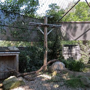 Bald Eagle and Golden Eagle Exhibit
