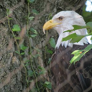 Bald Eagle and Golden Eagle Exhibit