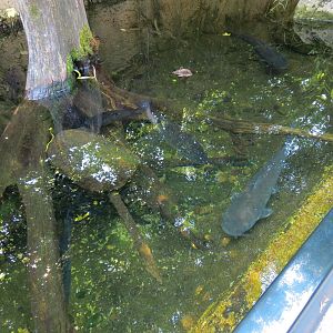 Small Wetland Pool Exhibits