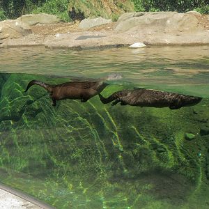 North American River Otter Exhibit