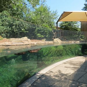 North American River Otter Exhibit