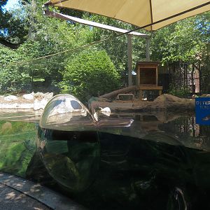 North American River Otter Exhibit