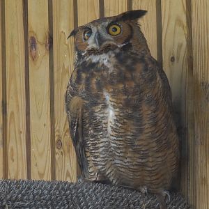 Great Horned Owl Exhibit
