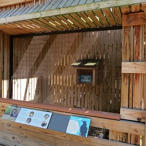 Common Raven Exhibit
