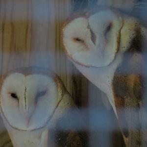 Barn Owl Exhibit