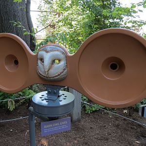 Barn Owl Exhibit - Visitor Play Element