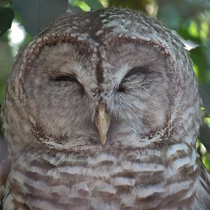 Barred Owl Exhibit