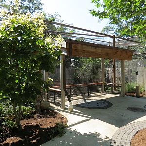 American Crow and Turkey Vulture Exhibit