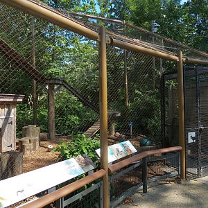 Gray Fox Exhibit