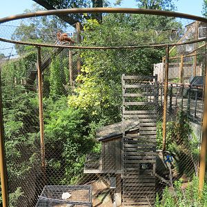 North American Porcupine Exhibit