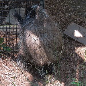 North American Porcupine Exhibit