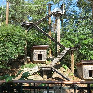 Red Fox Exhibit with Access to Elevated Trailway