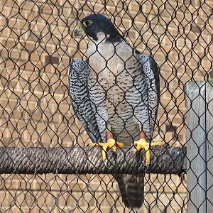 Peregrine Falcon Exhibit