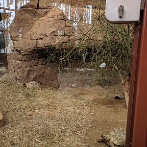 Leopard Tortoise Enclosure