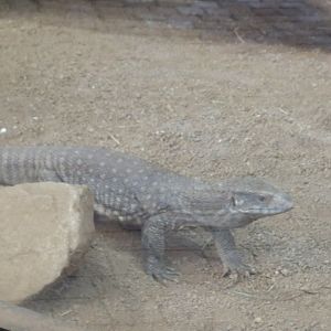 White throated Monitor
